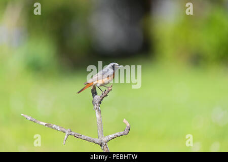 Common Redstart auf Pole in der Natur Stockfoto