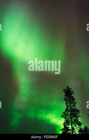 Aurora borealis, Northern Lights, über Baumwipfel Stockfoto