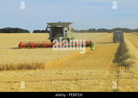 Gerste, Feld, Ernte, Harvester, Maschine, Mähdrescher, Claas Lexion 760, Landwirtschaft, Getreide, Mais, Ernte Stockfoto