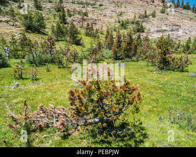 Kiefern sterben von borkenkäfer Plage Stockfoto