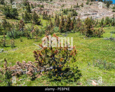 Kiefern sterben von borkenkäfer Plage Stockfoto