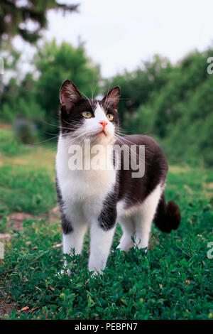 Cute Kitten Spaziergänge entlang der Gras im Sommer Garten und Neugierig schaut Stockfoto