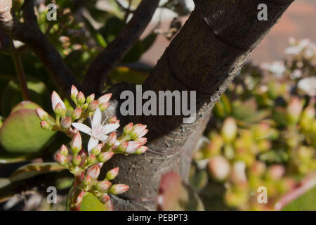 In der Nähe von Blumen auf einem Jade Anlage Stockfoto