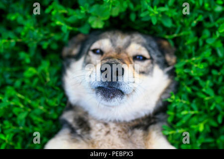 Niedlichen Hund liegend auf dem grünen Gras im Sommer Park lustig crouching sein Gesicht unzufriedenen Grimasse Stockfoto