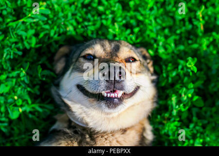 Schöne zufrieden Hund liegend auf dem grünen Gras im Sommer Park lächelnd lustig und genießen das Wetter und die Sonne Stockfoto