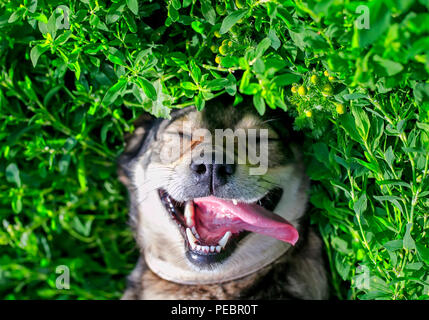 Schönen zufriedenen Hund liegend auf dem grünen Gras im Sommer Park lustig klemmt er seine Zunge heraus und genießen das Wetter und die Sonne Stockfoto