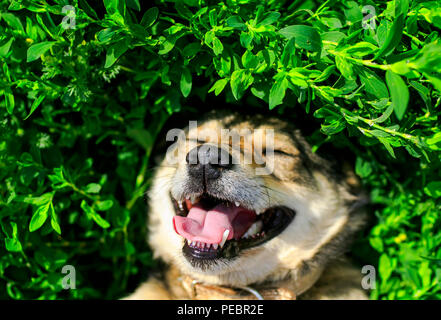 Niedlichen Hund liegend auf saftig grünen Gras lustig Zunge heraus hängen und genießt das Wetter und Sonnenschein im Frühjahr Stockfoto