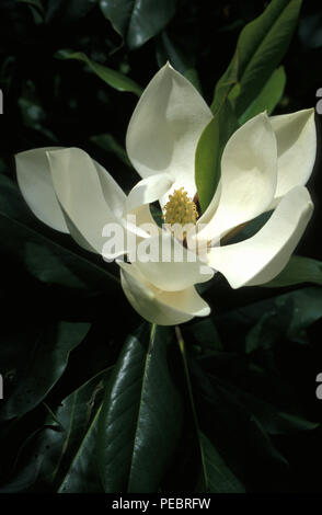 NAHAUFNAHME EINER GROSSEN BLUME DER MANGNOLIA GRANDIFLORA, AUCH BEKANNT ALS BIG-LAUREL, BULL BAY ODER SOUTHERN MAGNOLIA TREE. NEW SOUTH WALES, AUSTRALIEN. Stockfoto