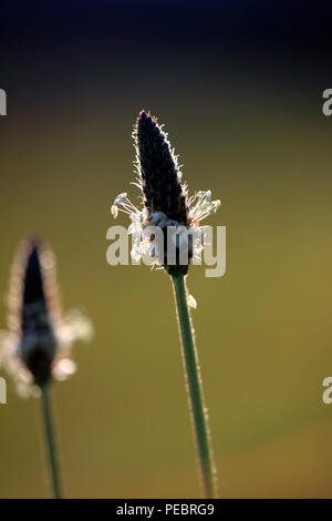 Interessante Hintergrundbeleuchtung Makro mit flachen Freiheitsgrad eines wilden Blume sehen, glühende Staubfaden; am späten Abend licht Stockfoto