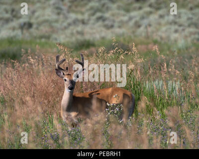 Ein männlicher Hirsch mit Samt auf seinem geweih stehen im hohen Gras und Distel in die Kamera schaut. Stockfoto