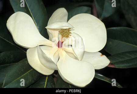 NAHAUFNAHME EINER GROSSEN BLUME DER MANGNOLIA GRANDIFLORA, AUCH BEKANNT ALS BIG-LAUREL, BULL BAY ODER SOUTHERN MAGNOLIA TREE. NEW SOUTH WALES, AUSTRALIEN. Stockfoto