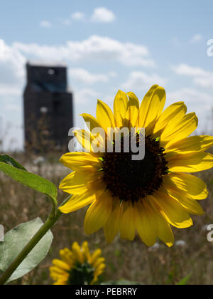 Nahaufnahme eines gelben und braunen Sonnenblume Blüte mit einem alten, verlassenen Getreidesilo im Hintergrund. Die Sonnenblume ist mit einer Hintergrundbeleuchtung ausgestattet. Stockfoto