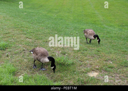 Gänse essen Gras Stockfoto