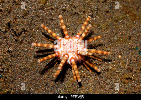 10 gesäumt Seeigel, oder versteckte Seeigel, Eucidaris metularia. Tulamben, Bali, Indonesien. Bali Sea, Indischer Ozean Stockfoto