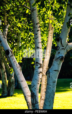 Birken am Nachmittag, Licht, New Jersey, USA Stockfoto