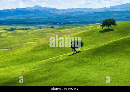 Grünen Hügeln der Toskana, Val d'Orcia, Toskana, Italien Stockfoto