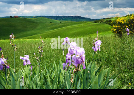 Toskanische Ackerland, Pienza Val d'Orcia, Toskana, Italien Stockfoto