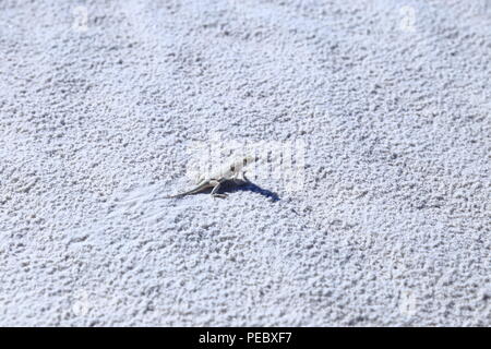 Gebleicht earless Eidechse im weißen Sand im White Sands National Monument Stockfoto