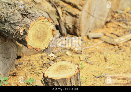 Gesägt Protokolle und Bars, ein paar Chips, Stump, ein Farbe Foto Stockfoto
