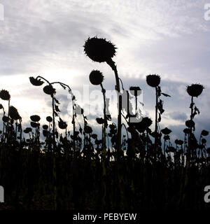 Nahaufnahme von welkenden Sonnenblumen in der Filed unter dem Sonnenlicht Stockfoto