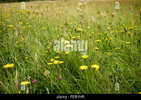 Wilde Blumen wachsen in einem Feld Weide bereit für sileage in Irland zu schneiden Stockfoto