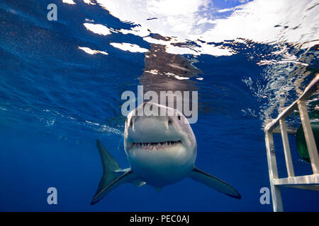 Diese great white shark, Carcharodon carcharias, fotografiert wurde durch einen Käfig der Taucher aus Insel Guadalupe, Mexiko. Stockfoto