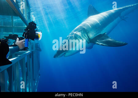 Taucher in Käfigen erhalten Sie einen genaueren Blick auf die Great White Shark, Carcharodon carcharias, aus Insel Guadalupe, Mexiko. Stockfoto