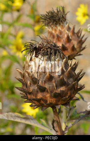 Artischocke thistle Blume links an der Pflanze, die in den Herbst getrocknete Stockfoto