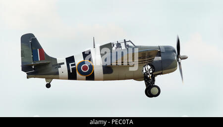 Der Grumman F4F Wildcat ist eine Amerikanische "Carrier"-gestützte, Kampfflugzeuge, Service begann sowohl mit der United States Navy und der britischen Royal Navy i Stockfoto