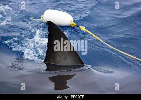 Diese great white shark, Carcharodon carcharias, fotografiert wurde durch einen ködern Schwimmer aus Insel Guadalupe, Mexiko. Stockfoto