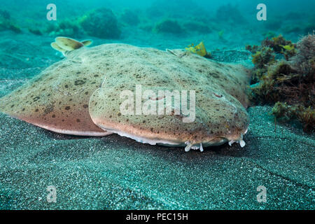 Die Pacific Engel Hai, Squatina californica, mit dem flachen Körper und riesige, flügelartigen Brustflossen sieht etwas mehr wie ein Lichtstrahl als ein Hai. Es ist Stockfoto