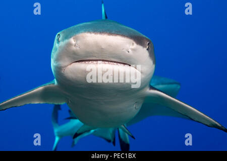 Schwarzspitzen-Riffhaie, Carcharhinus Melanopterus, Yap, Mikronesien. Stockfoto