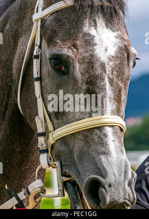 Close-up graues Pferd vor dem Rennen. Stockfoto