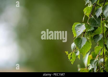 Abstrahierte Hintergrund mit Birke blatt Nahaufnahme. Stockfoto