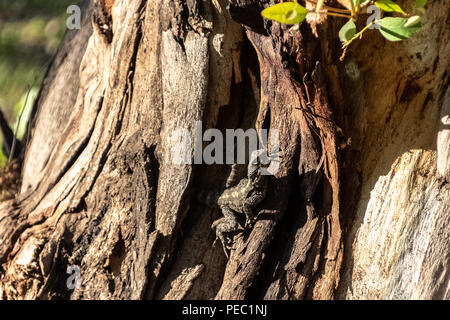 Gelb gefleckte Echse, Stellagama stellio, auf dem alten braun Baum in Yarkon Park, Tel Aviv, Israel Stockfoto