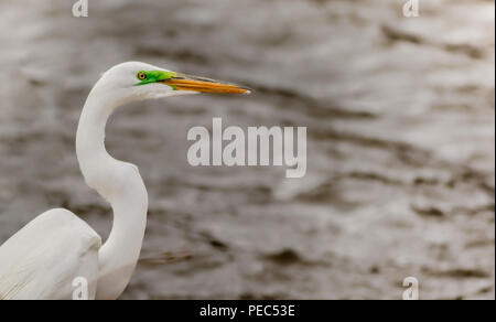 Silberreiher (Ardea alba) Profil als Er sucht für seine nächste Mahlzeit Stockfoto