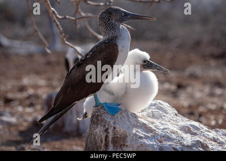 Blue-footed Booby, Galápagos Stockfoto