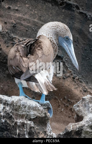 Blue-footed Booby, Galápagos Stockfoto