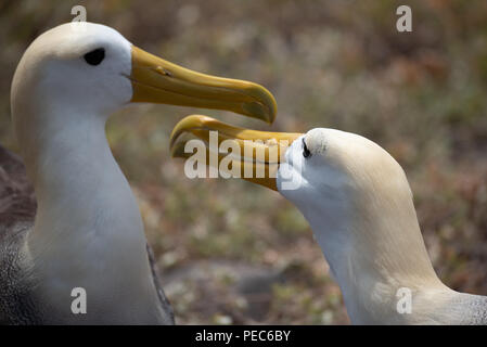 Winkte Albatross Umwerbung Stockfoto