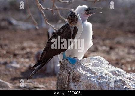 Blue-footed Booby, Galápagos Stockfoto