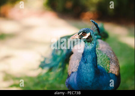 Pfau in freier Wildbahn Stockfoto