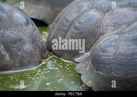 In der Nähe von Tanks, Galápagos-Riesenschildkröten Stockfoto