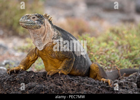 Land Iguana, Galápagos Stockfoto