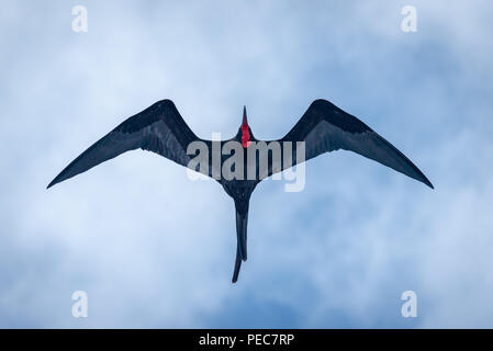 Prachtvolle Fregatte Vögel im Flug Stockfoto