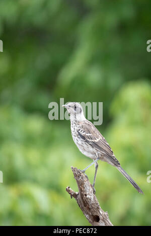 Galápagos Mockingbird Stockfoto