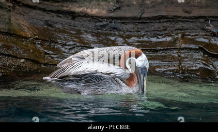 Galápagos Pelican Stockfoto