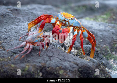 Sally Lightfoot Crab, Galápagos Stockfoto