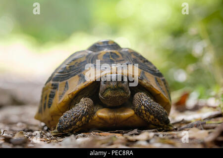 Hermann's Schildkröte (testudo hermanni) auf Waldboden, Albanien Stockfoto