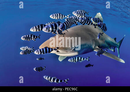 Oceanic Weißspitzen Hai (Carcharhinus Longimanus) mit Pilot Fisch (Naucrates Rakel), Rotes Meer, Ägypten Stockfoto