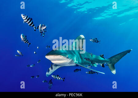 Oceanic Weißspitzen Hai (Carcharhinus Longimanus) mit Pilot Fisch (Naucrates Rakel), Rotes Meer, Ägypten Stockfoto